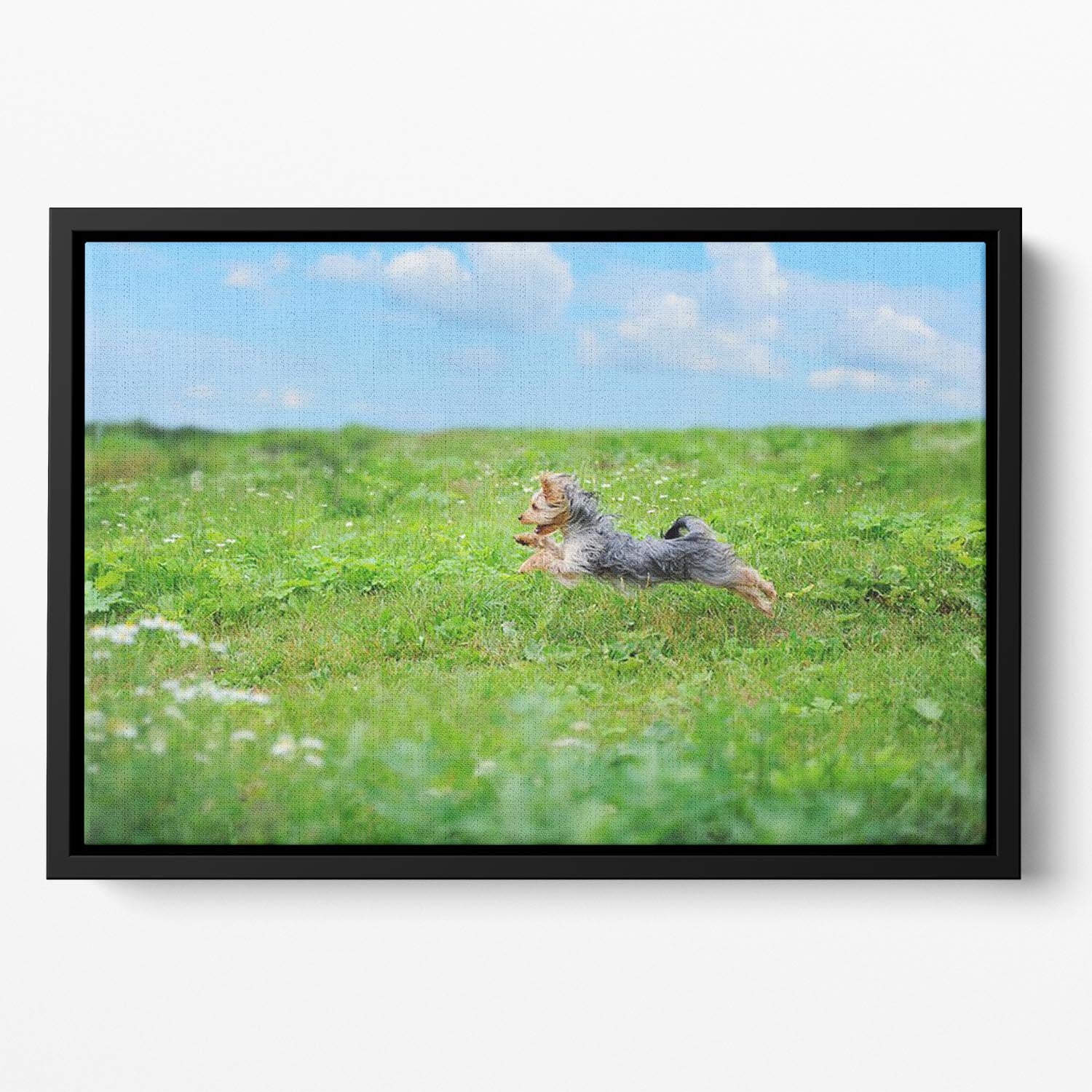 Dog playing in the park Floating Framed Canvas - Canvas Art Rocks - 2