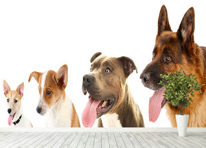 Dogs in row isolated on white Wall Mural Wallpaper - Canvas Art Rocks - 4