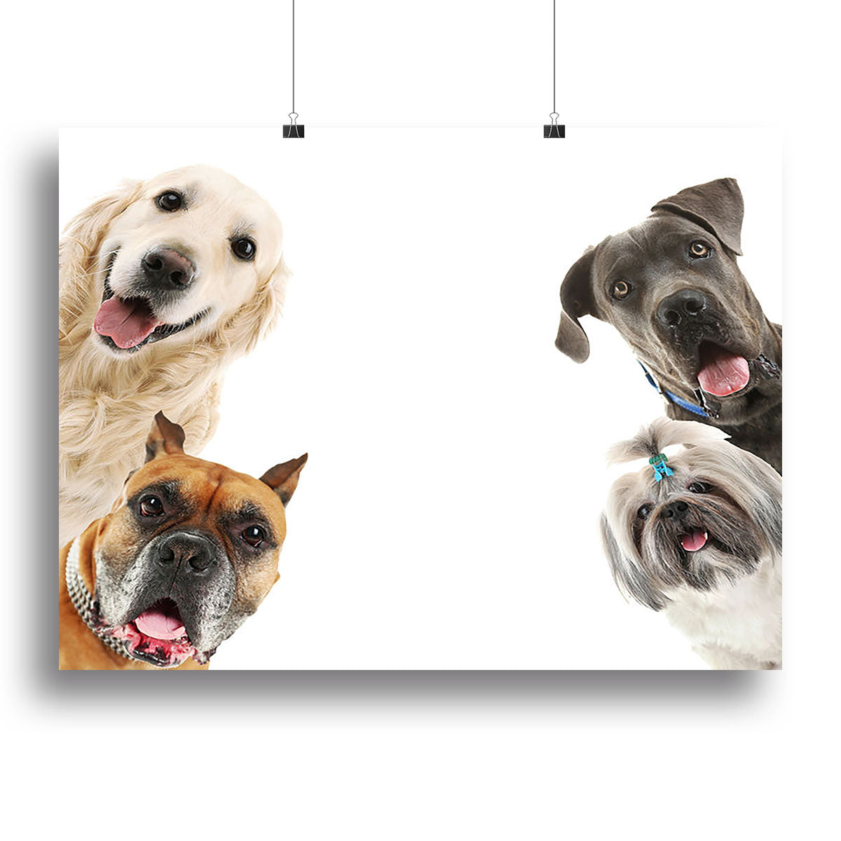 Dogs isolated on white Canvas Print or Poster - Canvas Art Rocks - 2