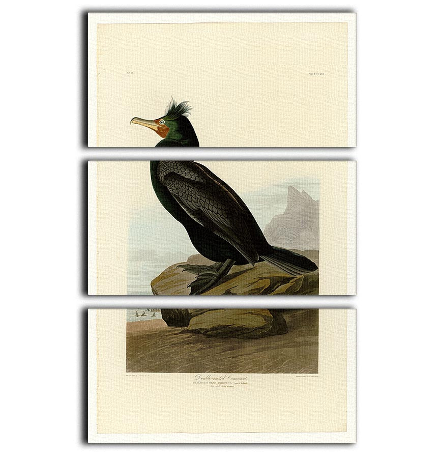 Double crested Cormorant by Audubon 3 Split Panel Canvas Print - Canvas Art Rocks - 1