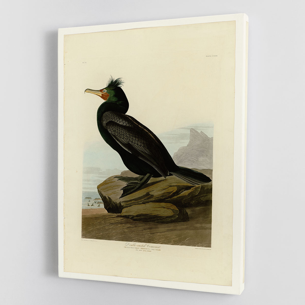 Double crested Cormorant by Audubon Canvas Print or Poster - Canvas Art Rocks - 1