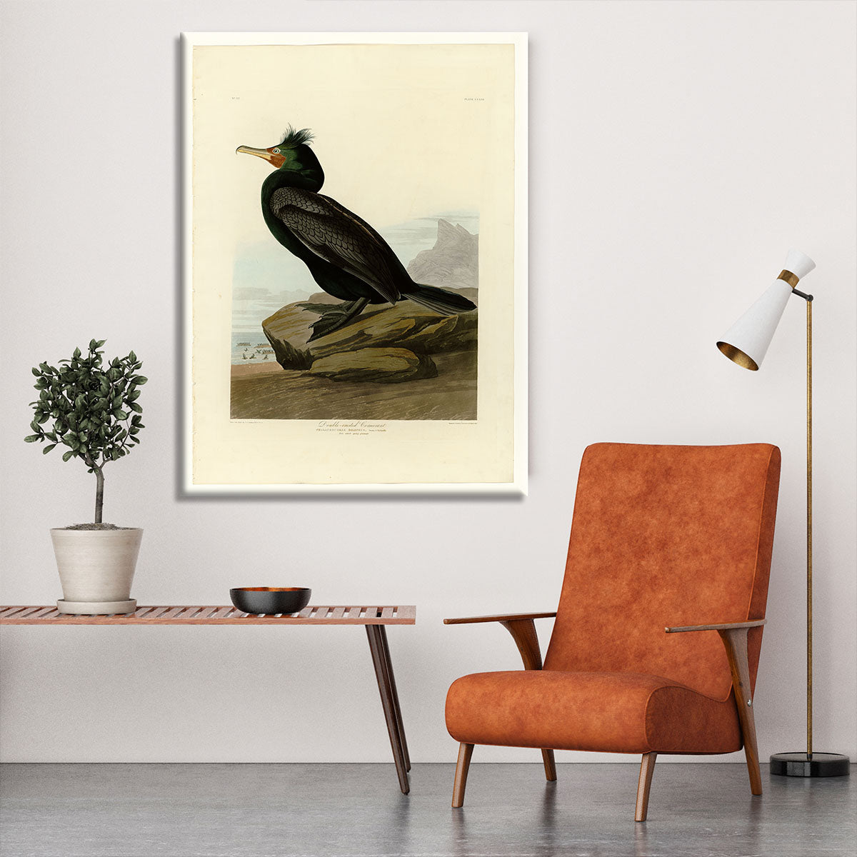 Double crested Cormorant by Audubon Canvas Print or Poster - Canvas Art Rocks - 6