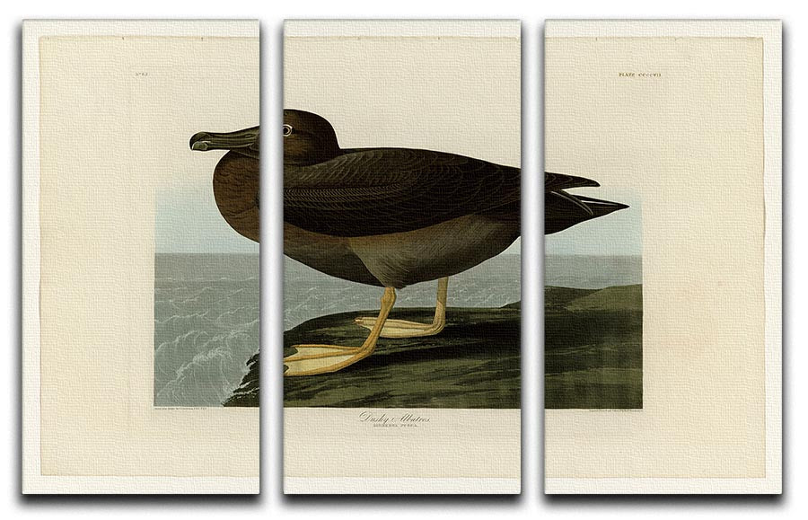 Dusky Albatros by Audubon 3 Split Panel Canvas Print - Canvas Art Rocks - 1