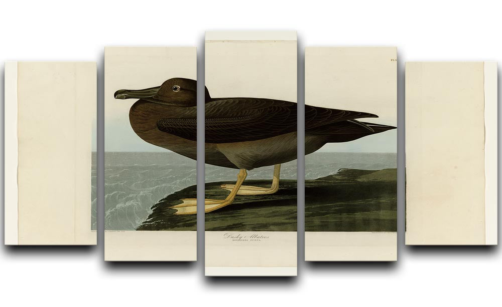 Dusky Albatros by Audubon 5 Split Panel Canvas - Canvas Art Rocks - 1