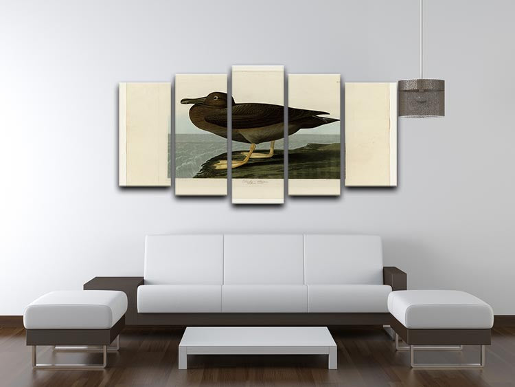 Dusky Albatros by Audubon 5 Split Panel Canvas - Canvas Art Rocks - 3
