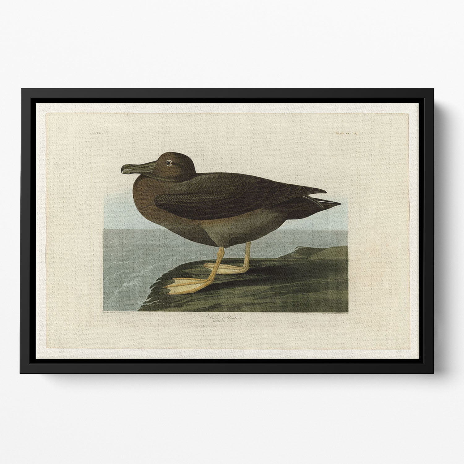 Dusky Albatros by Audubon Floating Framed Canvas
