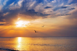 Early morning sunrise over the sea and a birds Wall Mural Wallpaper - Canvas Art Rocks - 1