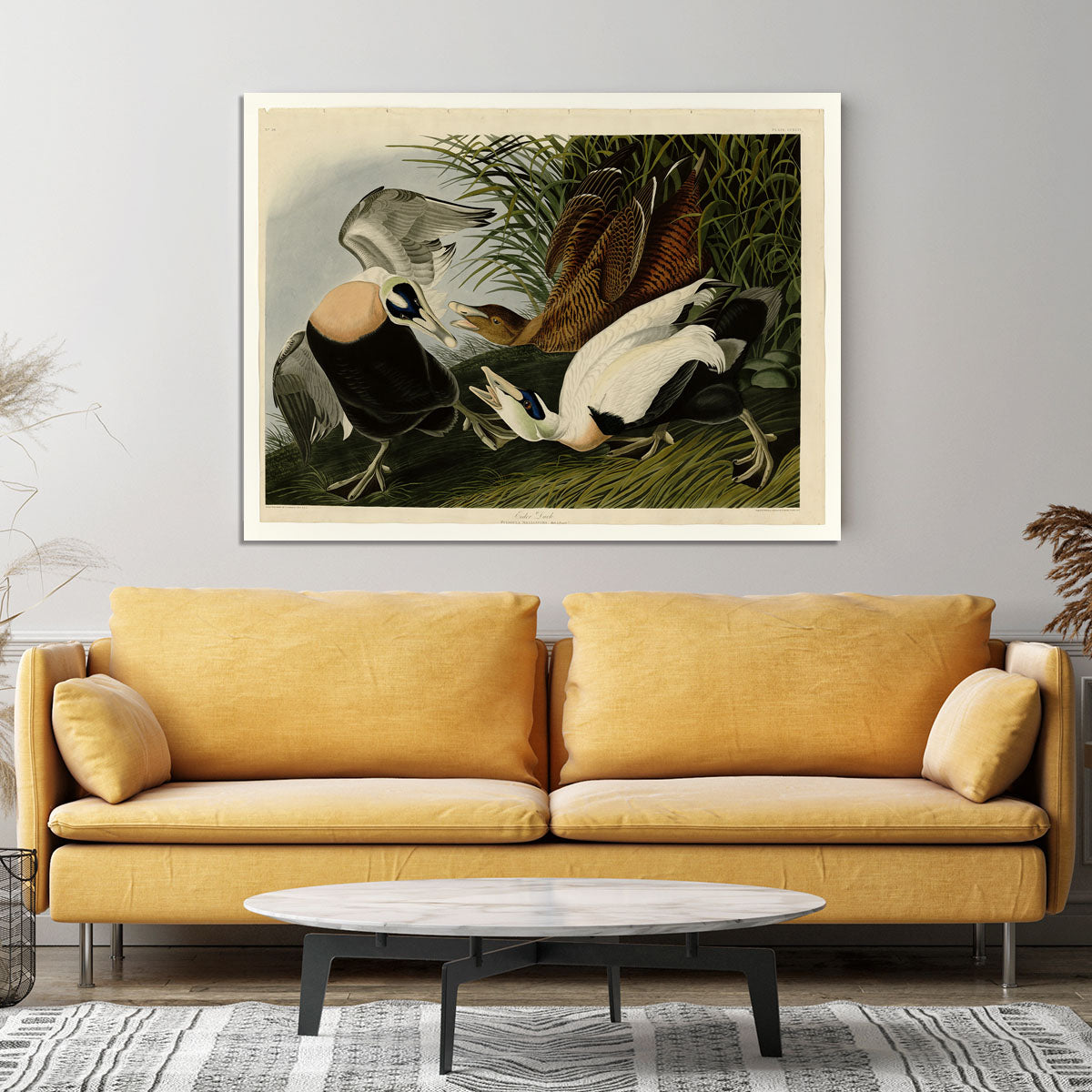 Eider Duck by Audubon Canvas Print or Poster - Canvas Art Rocks - 4