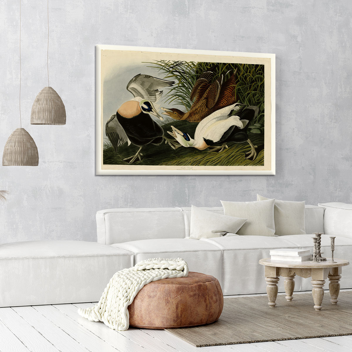 Eider Duck by Audubon Canvas Print or Poster - Canvas Art Rocks - 6