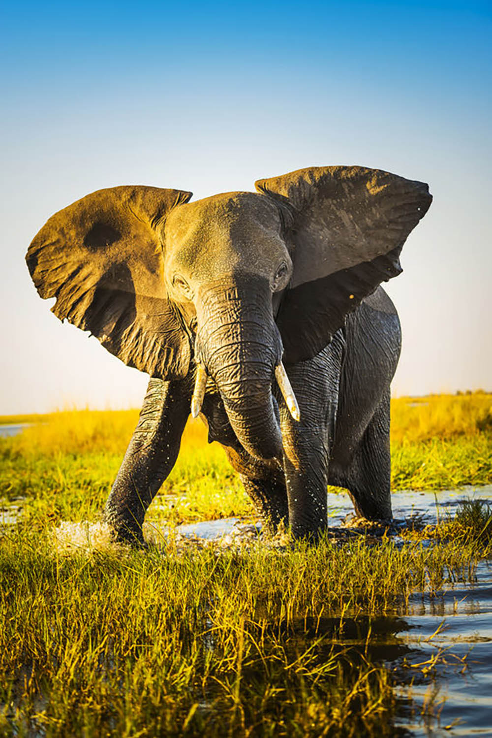 Elephant half wet in sunset light in Africa Wall Mural Wallpaper - Canvas Art Rocks - 1