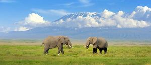 Elephant with Mount Kilimanjaro in the background Wall Mural Wallpaper - Canvas Art Rocks - 1