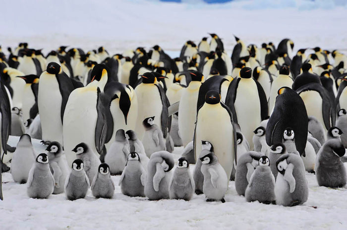 Emperor Penguins with chick Wall Mural Wallpaper
