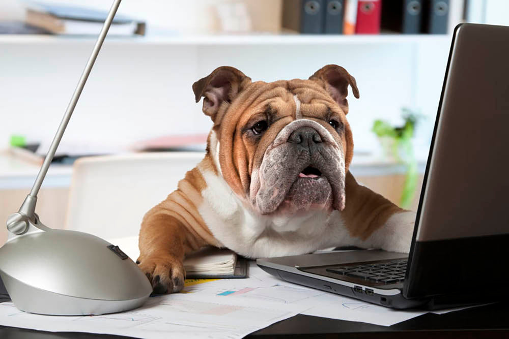English bulldog wall art top