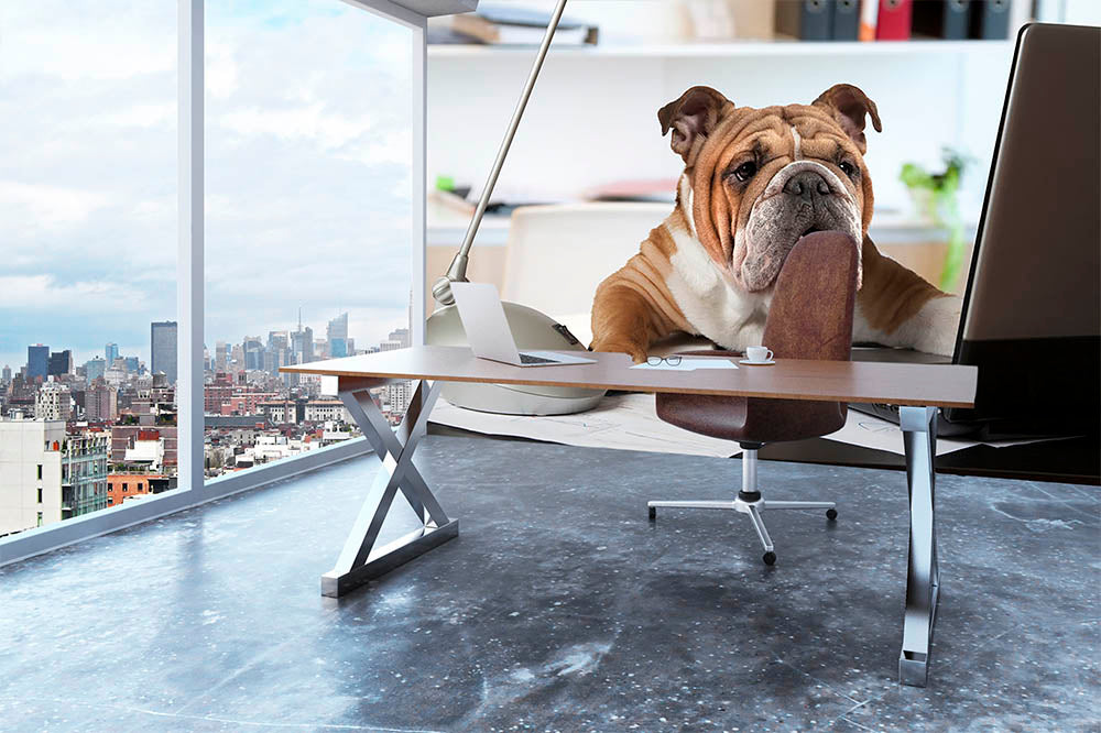 English Bulldog sitting at a desk Wall Mural Wallpaper - Canvas Art Rocks - 3
