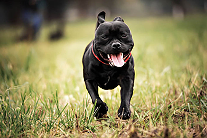 English staffy weight hotsell