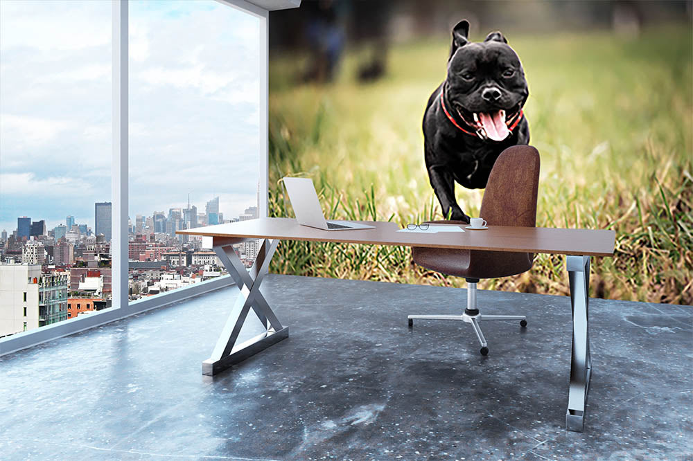 English staffordshire bull terrier running in road Wall Mural Wallpaper - Canvas Art Rocks - 3