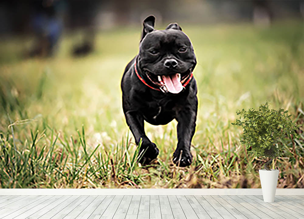 English staffordshire bull terrier running in road Wall Mural Wallpaper Canvas Art Rocks