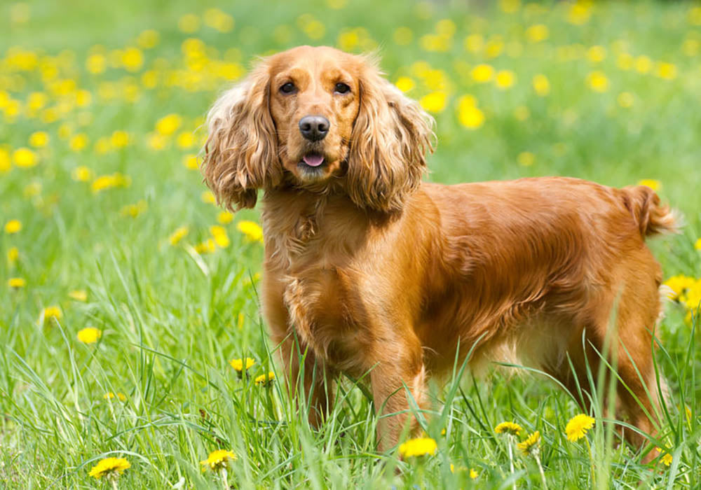 Englishl cocker spaniel on the grass Wall Mural Wallpaper - Canvas Art Rocks - 1