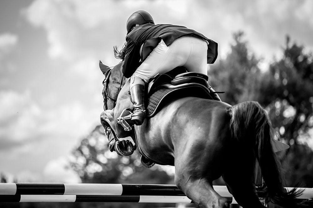 Equestrian Sports Wall Mural Wallpaper - Canvas Art Rocks - 1