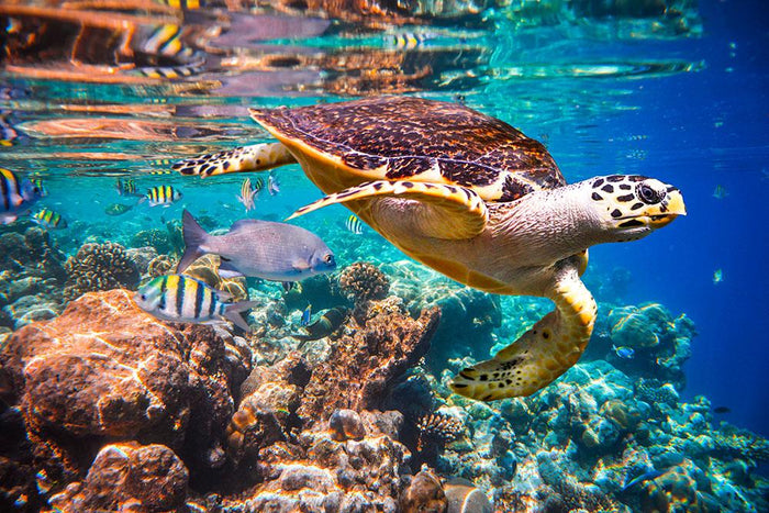 Eretmochelys imbricata Wall Mural Wallpaper