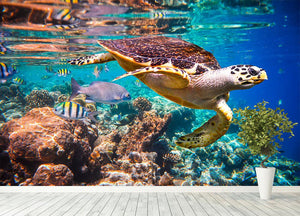 Eretmochelys imbricata Wall Mural Wallpaper - Canvas Art Rocks - 4