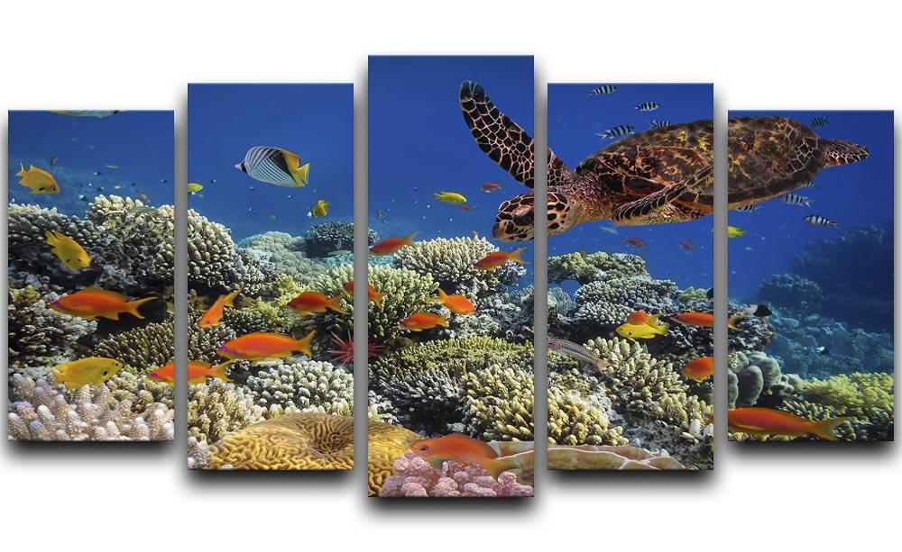 Eretmochelys imbricata floats under water 5 Split Panel Canvas  - Canvas Art Rocks - 1