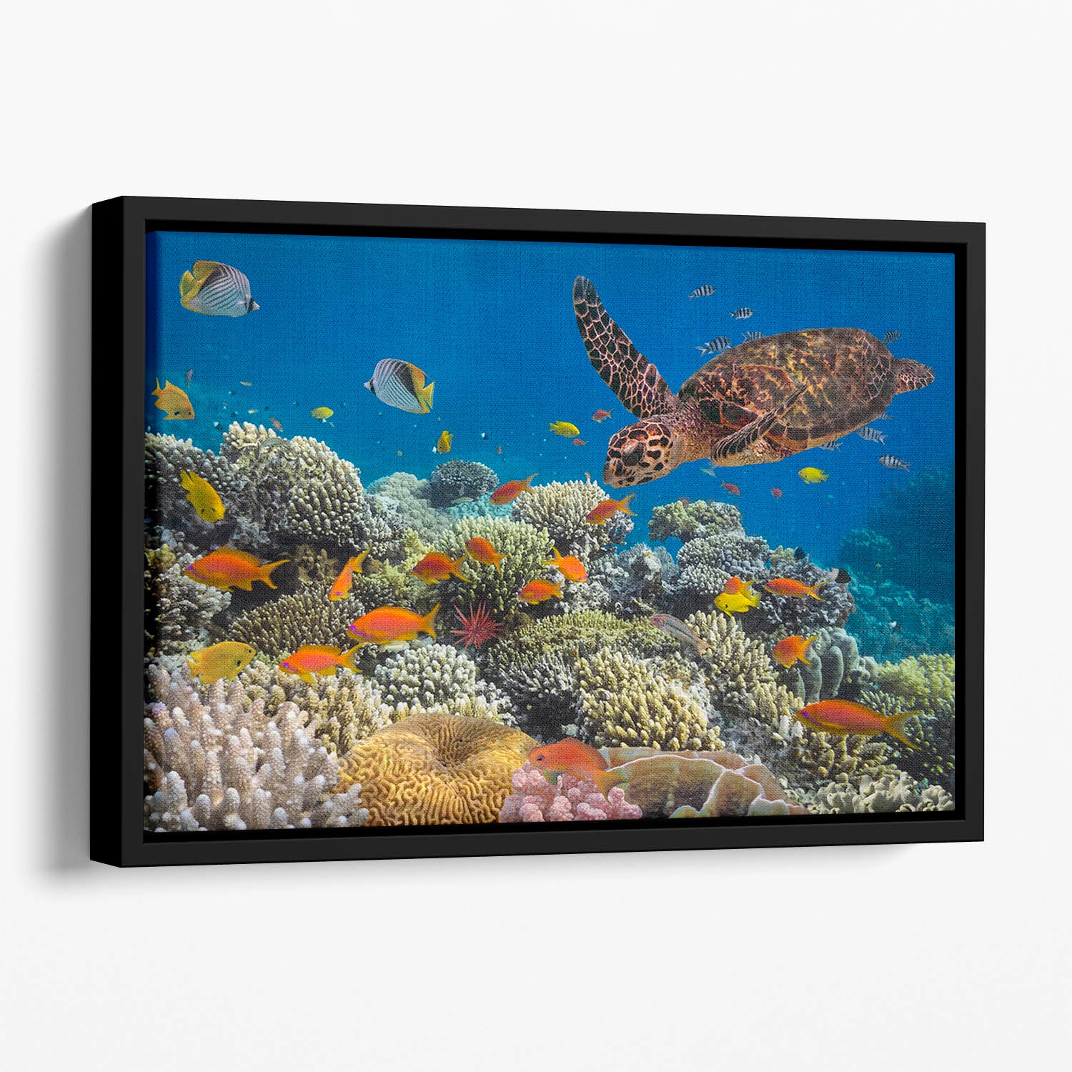 Eretmochelys imbricata floats under water Floating Framed Canvas