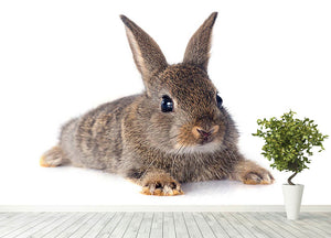 European rabbit in front of white background Wall Mural Wallpaper - Canvas Art Rocks - 4