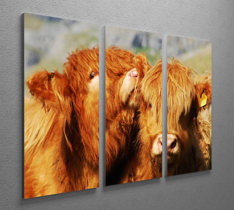 Farm cows 3 Split Panel Canvas Print - Canvas Art Rocks - 2