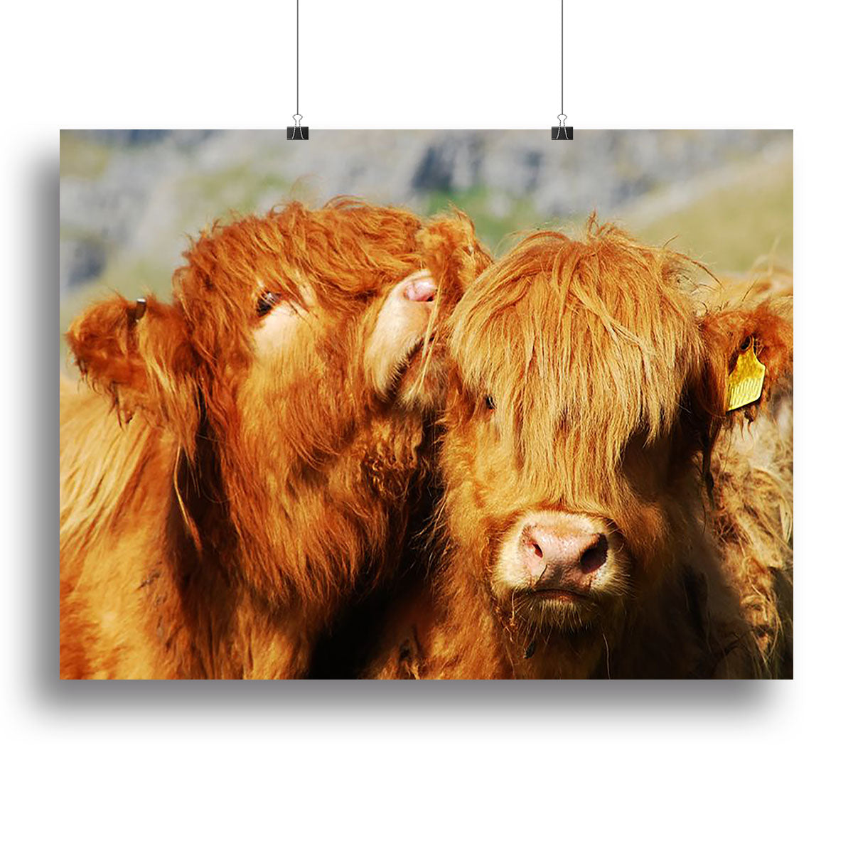 Farm cows Canvas Print or Poster - Canvas Art Rocks - 2