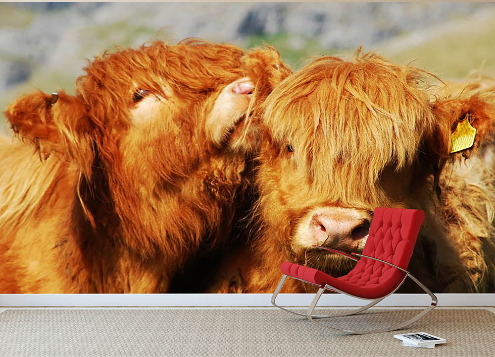Farm cows Wall Mural Wallpaper - Canvas Art Rocks - 2