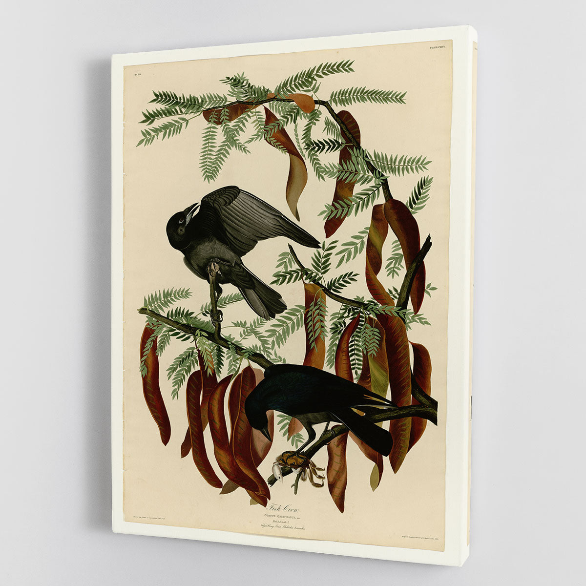 Fish Crow by Audubon Canvas Print or Poster - Canvas Art Rocks - 1