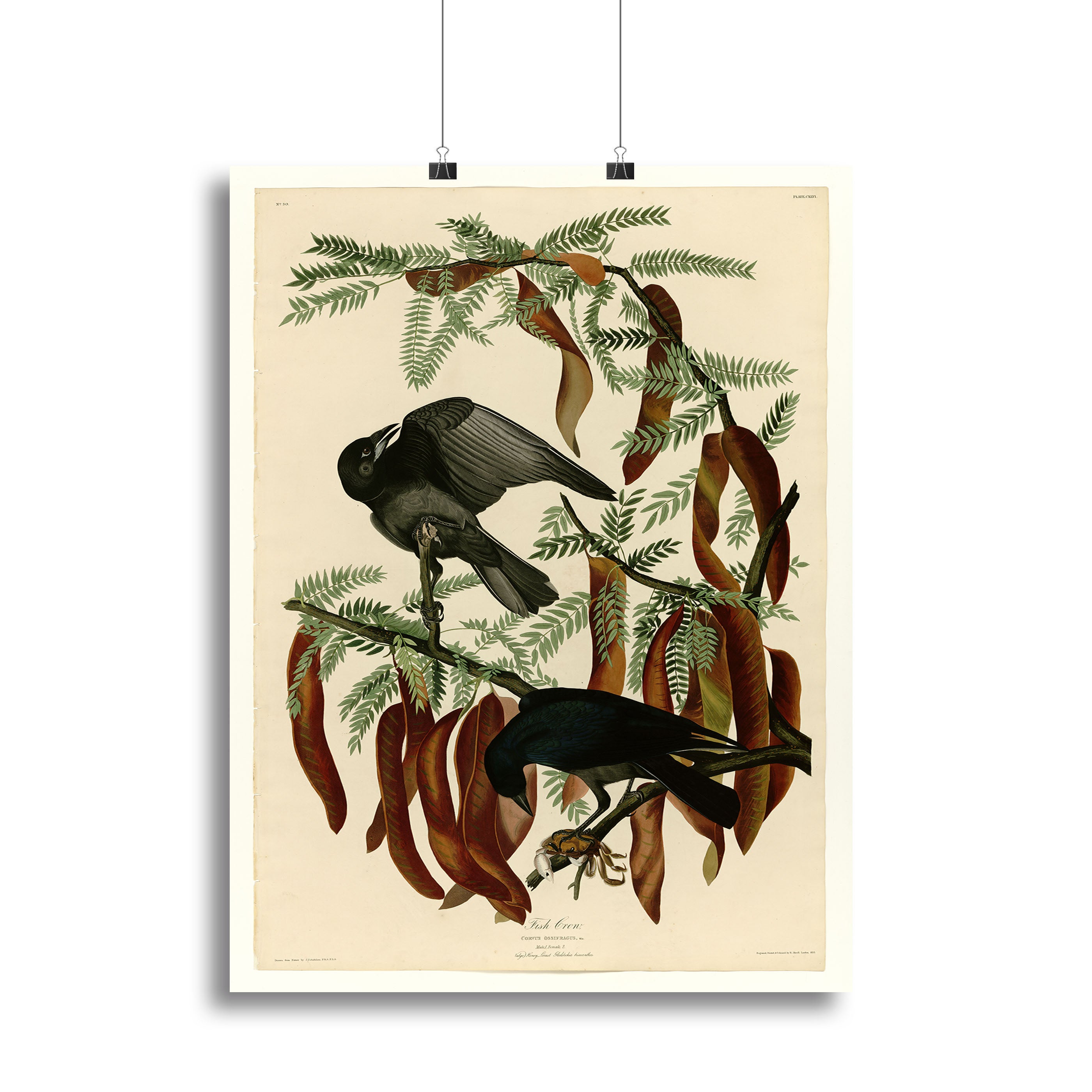 Fish Crow by Audubon Canvas Print or Poster - Canvas Art Rocks - 2