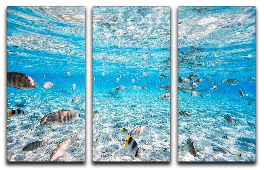 Fish and black tipped sharks 3 Split Panel Canvas Print - Canvas Art Rocks - 1