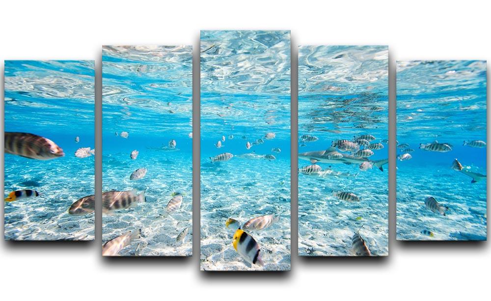 Fish and black tipped sharks 5 Split Panel Canvas  - Canvas Art Rocks - 1