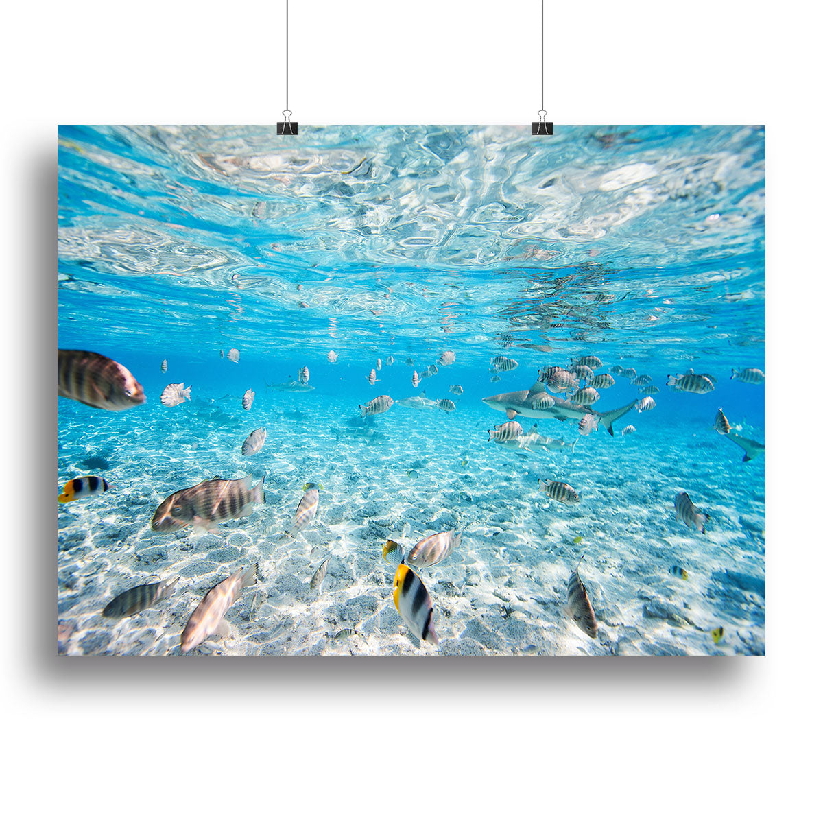 Fish and black tipped sharks Canvas Print or Poster - Canvas Art Rocks - 2