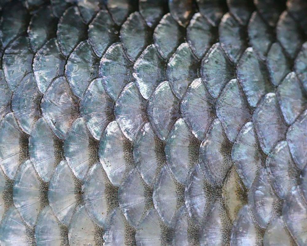 Fish scales Wall Mural Wallpaper - Canvas Art Rocks - 1