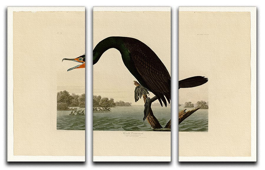 Florida Cormorant by Audubon 3 Split Panel Canvas Print - Canvas Art Rocks - 1