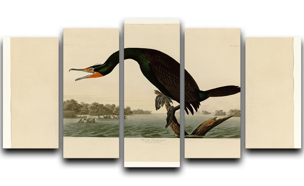 Florida Cormorant by Audubon 5 Split Panel Canvas - Canvas Art Rocks - 1