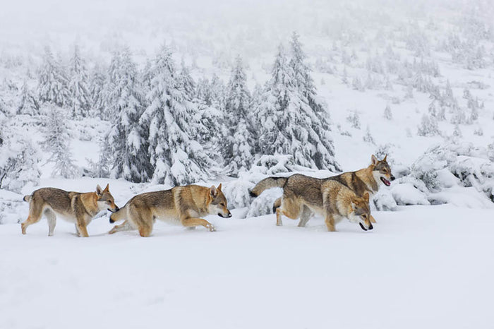 Four wolves in fresh snow in the mountains Wall Mural Wallpaper
