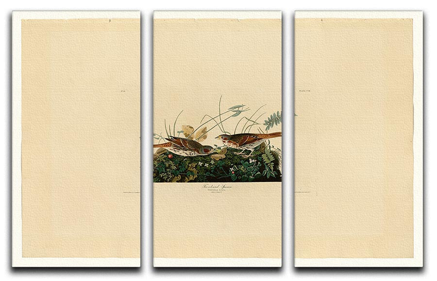 Fox coloured Sparrow by Audubon 3 Split Panel Canvas Print - Canvas Art Rocks - 1