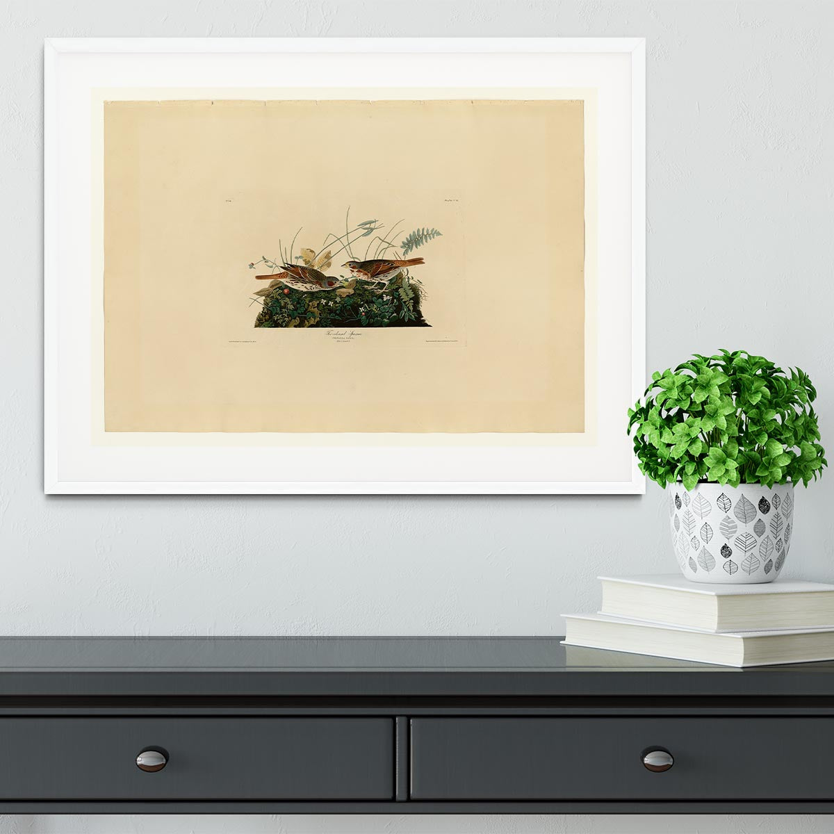 Fox coloured Sparrow by Audubon Framed Print - Canvas Art Rocks - 5