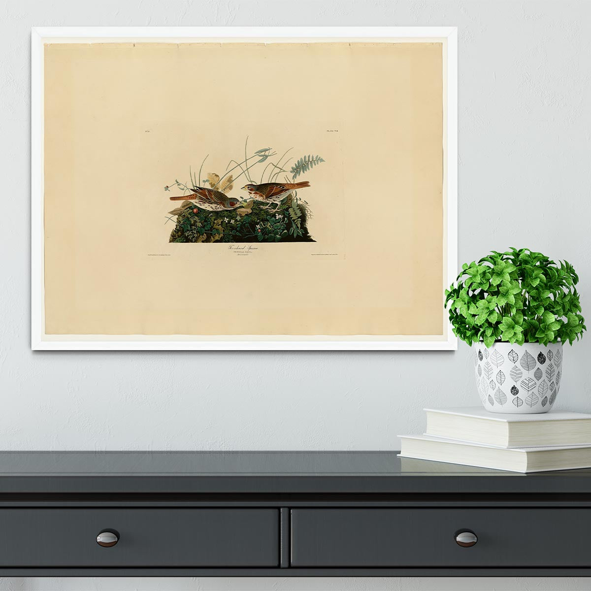 Fox coloured Sparrow by Audubon Framed Print - Canvas Art Rocks -6