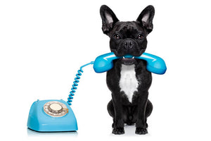 French bulldog dog on the phone or telephone in mouth Wall Mural Wallpaper - Canvas Art Rocks - 1