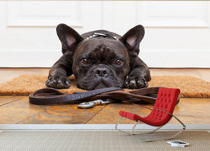 French bulldog dog waiting and begging to go for a walk with owner Wall Mural Wallpaper - Canvas Art Rocks - 2