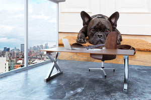 French bulldog dog waiting and begging to go for a walk with owner Wall Mural Wallpaper - Canvas Art Rocks - 3
