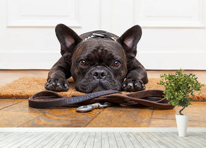 French bulldog dog waiting and begging to go for a walk with owner Wall Mural Wallpaper - Canvas Art Rocks - 4