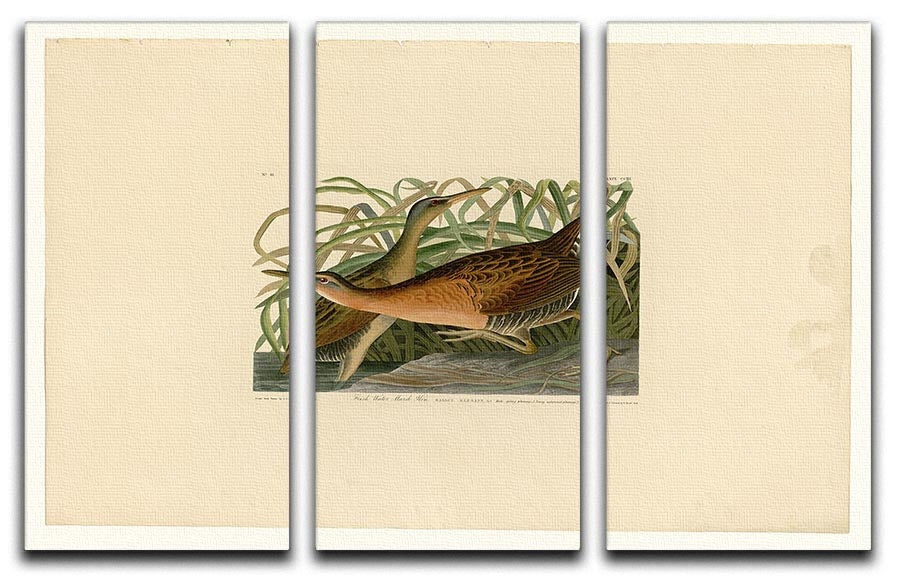 Fresh Water Marsh Hen by Audubon 3 Split Panel Canvas Print - Canvas Art Rocks - 1
