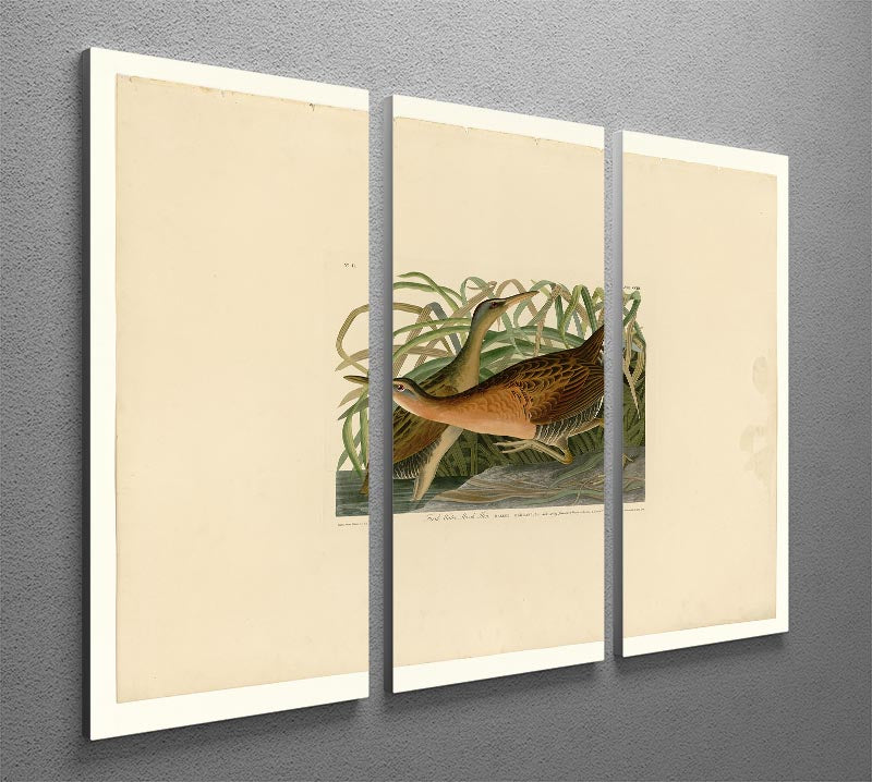 Fresh Water Marsh Hen by Audubon 3 Split Panel Canvas Print - Canvas Art Rocks - 2