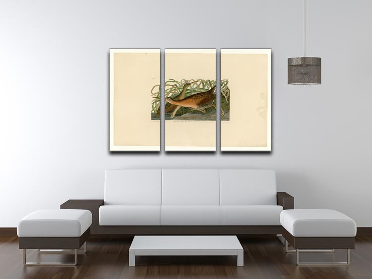 Fresh Water Marsh Hen by Audubon 3 Split Panel Canvas Print - Canvas Art Rocks - 3